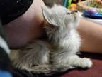 Brand New Ragdoll Snow Maine Coon Litter