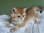 British Shorthair Male Alex