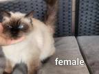 Mia Purebred Female Ragdoll