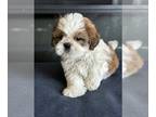 Shih Tzu PUPPY FOR SALE ADN-813700 - BEST OFFER