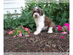 Maltipoo PUPPY FOR SALE ADN-813750 - Litter of 7