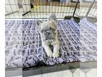 French Bulldog PUPPY FOR SALE ADN-813783 - Rare Micro Lilac Fluffy French