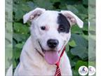 Pointer Mix DOG FOR ADOPTION RGADN-1243579 - Kermit - Pointer / Mixed (short