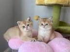 Purebred British Kittens
