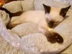 Siamese