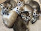 Scottish Fold