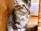 Girl Maine Coon