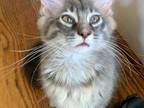 Maine Coon Boy