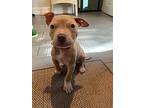 Cashew, American Pit Bull Terrier For Adoption In Tampa, Florida