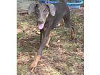 Cara, Doberman Pinscher For Adoption In Troy, Virginia
