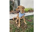 Simba, Labrador Retriever For Adoption In Gig Harbor, Washington