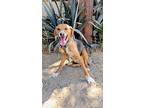 Eddy, Labrador Retriever For Adoption In Seattle, Washington