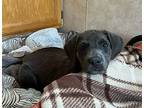 Nelson Vega, Dachshund For Adoption In Cuba, New York
