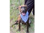 Otto, Labrador Retriever For Adoption In Darlington, South Carolina