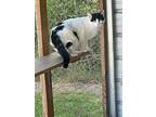 Paul Bunyan// Barn Cat, Domestic Mediumhair For Adoption In Walterboro