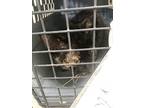 Kitty, Domestic Shorthair For Adoption In Walterboro, South Carolina