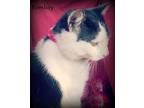Bombay, Domestic Shorthair For Adoption In Ocean Springs, Mississippi