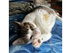 Pia, Domestic Shorthair For Adoption In Kingston, Ontario