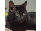 Arden, Domestic Shorthair For Adoption In Kingston, Ontario