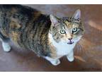 Baby, Domestic Shorthair For Adoption In Tucson, Arizona