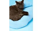 Mr Grey, Russian Blue For Adoption In Dallas, Texas