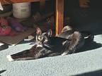Oreana 2633, American Shorthair For Adoption In Dallas, Texas