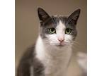 Baby, Domestic Shorthair For Adoption In Fremont, Ohio