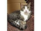 Hunter (special Adoption Fee), Domestic Shorthair For Adoption In Smithfield