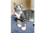 Link (special Adoption Fee), Domestic Shorthair For Adoption In Smithfield