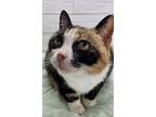 Mercy, American Shorthair For Adoption In Ocean Springs, Mississippi