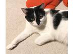 Mamaria (special Adoption Fee), Domestic Shorthair For Adoption In Smithfield