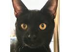 Perry, Domestic Shorthair For Adoption In Smithfield, North Carolina