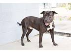 Chipper, Staffordshire Bull Terrier For Adoption In Walterboro, South Carolina
