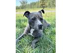 Forrest, American Pit Bull Terrier For Adoption In Walterboro, South Carolina