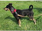 Toby Teeth, Miniature Pinscher For Adoption In Fremont, Ohio
