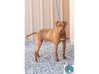 Cameron, American Pit Bull Terrier For Adoption In Walterboro, South Carolina