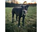 Buddy, American Pit Bull Terrier For Adoption In Kenedy, Texas