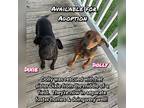 Dolly, Dachshund For Adoption In Quinlan, Texas