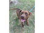 Smiley, American Pit Bull Terrier For Adoption In Walterboro, South Carolina