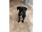 Gordy, Labrador Retriever For Adoption In Ocean Springs, Mississippi