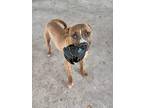 Chandler, American Pit Bull Terrier For Adoption In Walterboro, South Carolina