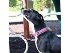 Cookie, American Staffordshire Terrier For Adoption In Ocean Springs