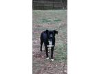 Clyde Clover, Retriever (unknown Type) For Adoption In Aurora, Indiana