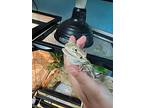 Spongebob, Lizard For Adoption In South Bend, Indiana