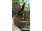 Bluebell, Other/unknown For Adoption In Laurens, South Carolina