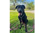 Bear, Labrador Retriever For Adoption In Oakville, Ontario