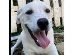 Bandit, Labrador Retriever For Adoption In Shreveport, Louisiana