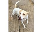 Arya, Jack Russell Terrier For Adoption In Shreveport, Louisiana