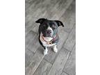 Gladdy, American Pit Bull Terrier For Adoption In Detroit, Michigan
