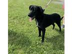 Stella, Labrador Retriever For Adoption In Detroit, Michigan